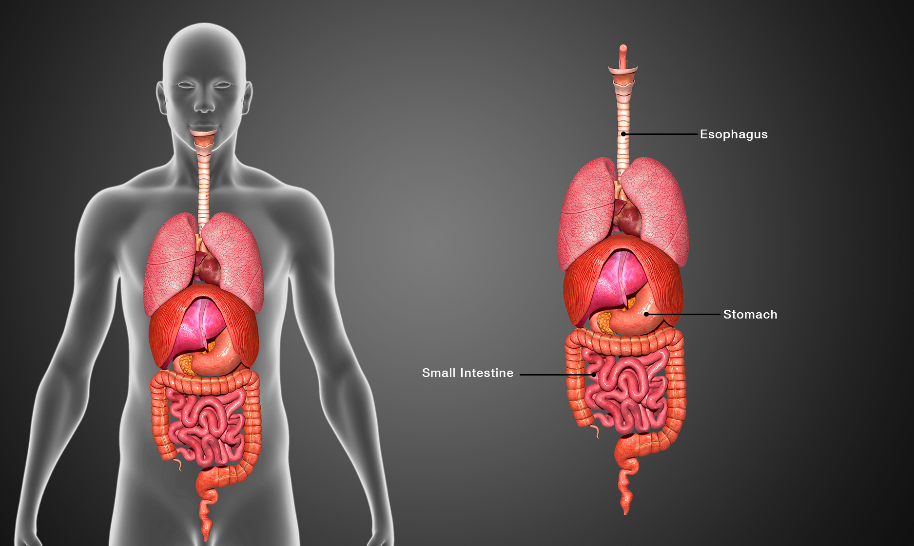 What Is Located On The Upper Left Side Of Your Body