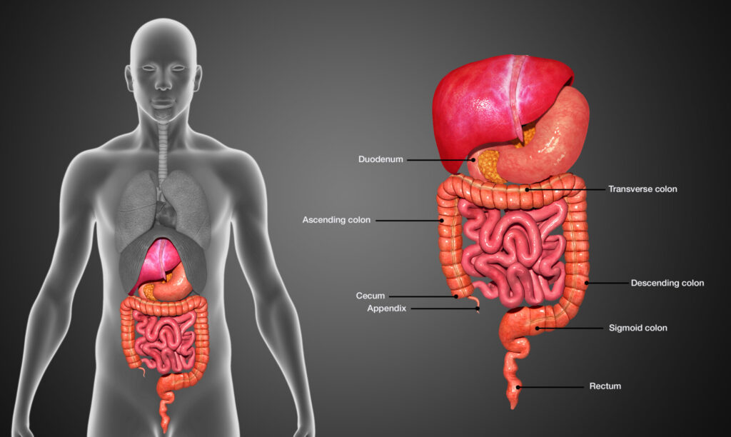 Colonoscopy diagram